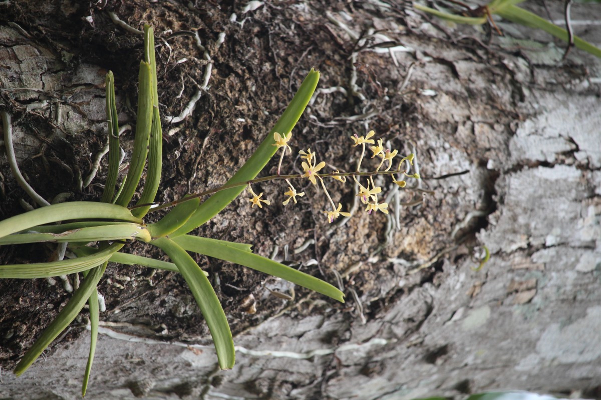 Vanda testacea (Lindl.) Rchb.f.